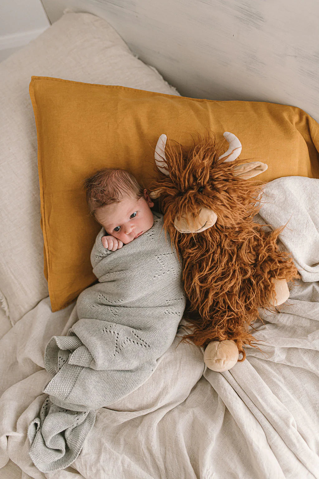 Nana Huchy Henry the Highland cow